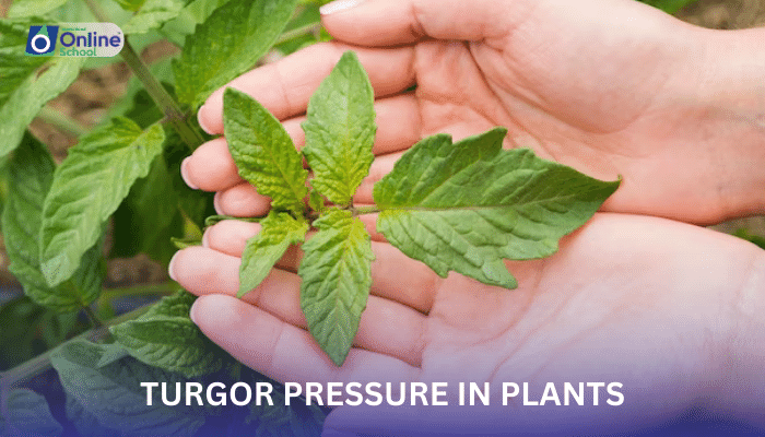 Lesson 16: Turgor Pressure in Herbaceous Plants